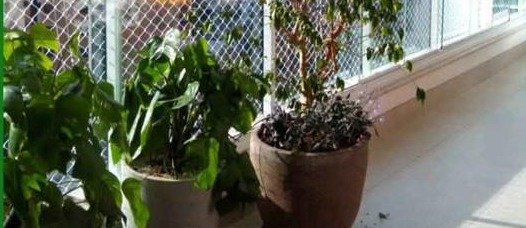 Área verde protegida por rede em sacada